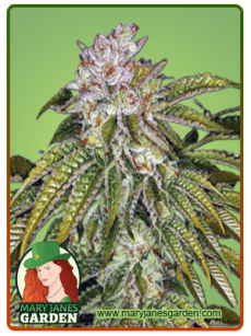MK Ultra fem