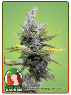 Magnum Autoflower