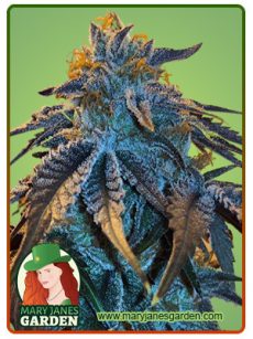 Master Kush Marijuana Seeds