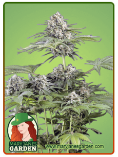 Moby Dick fem