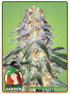 Monkey OG Feminized