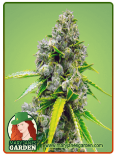 NY Diesel Autoflower