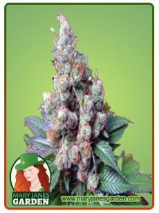 NY Diesel fem