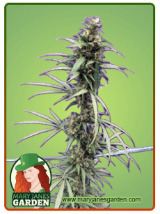 Neville’s Haze Feminized