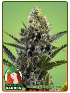 Nicole Kush fem