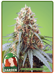 Northern Lights 10 fem