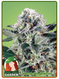 Northern Lights fem