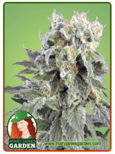 OG Kush Autoflower