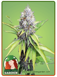 OG Kush fem