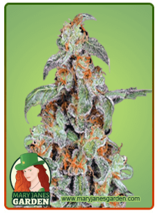 Orange Bud fem