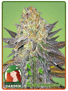 Oregon Peach Fem