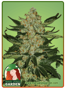 Oregon Underdawg fem 1