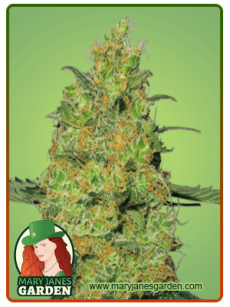 Original Cheese fem