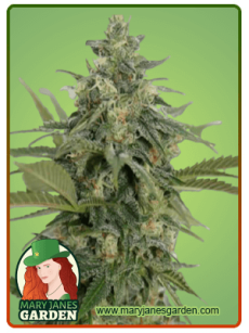 Original Lemon Pie fem
