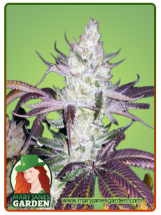 Platinum Cookies Feminized