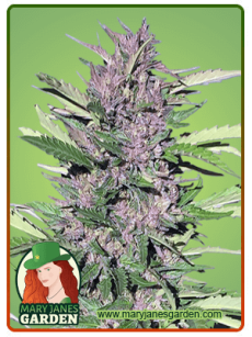Pure Indica fem