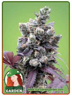 Purple Gelato fem