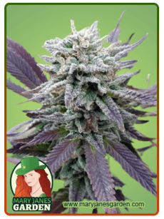 Purple Haze Autoflower