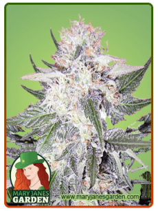 Purple Haze fem