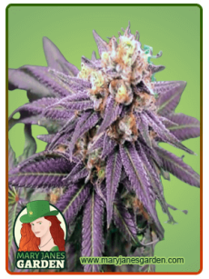 Purple Punch fem