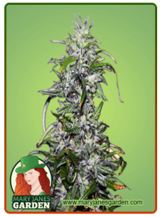 Purple Star Killer fem 1
