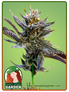 Purple Thai fem