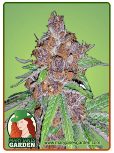Purple Urkle fem
