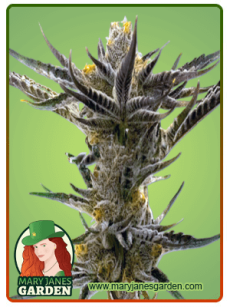 Shiskaberry Kush Feminized Seeds