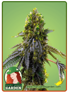 Shiskaberry Punch Fem
