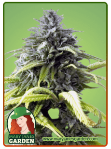 Skunk 1 Autoflowering