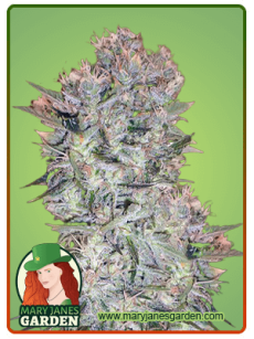 Skunk 1 fem