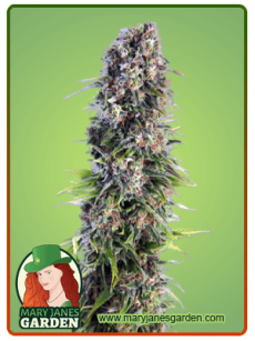 Skunk Autoflower