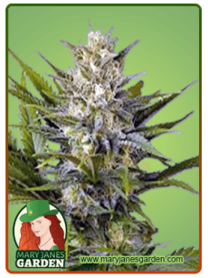 Skunk fem
