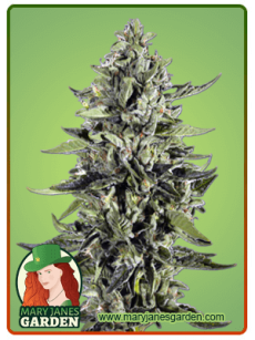 Skywalker Feminized