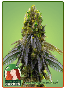 Snow Ripper fem