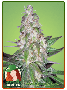 Sour Diesel Autoflower