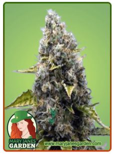 Sour Kush Feminized Marijuana Seeds