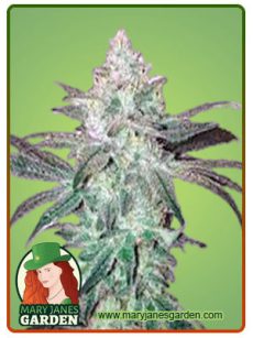 Stardawg Strain Feminized Marijuana Seeds
