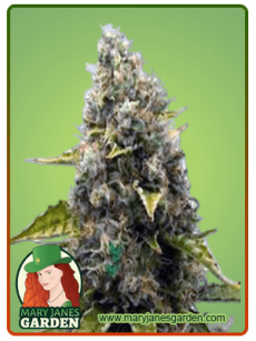 Strawberry Kush fem