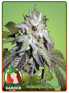 Sunset Sherbet Feminized