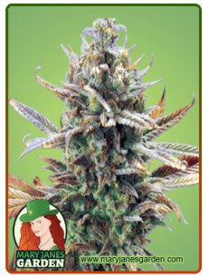 Super Critical fem