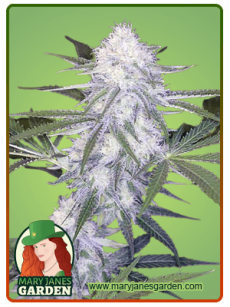 Super Silver Haze Autoflower