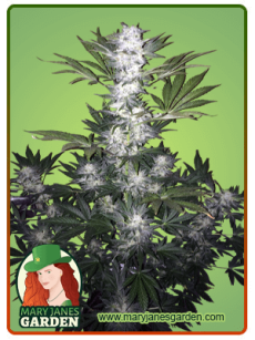 Super Skunk Autoflower 1