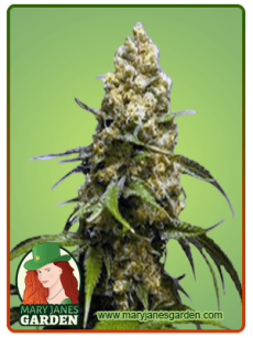 Super Skunk fem