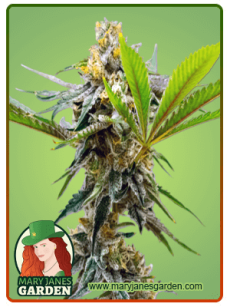 Sweet Island fem