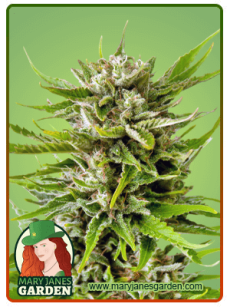 Sweet Tooth Autoflower 1
