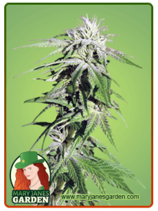 Sweet Tooth fem