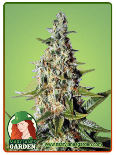 Tahoe Kush fem
