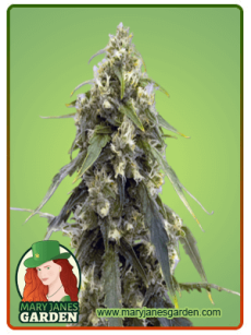 Tangerine Autoflower
