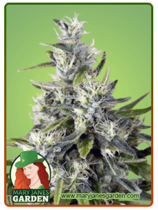 Trainwreck fem